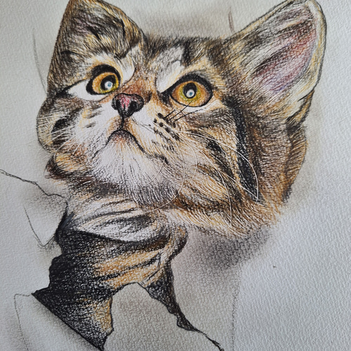 色鉛筆画 いたずらな子猫 絵画 makochin 通販 19782766｜Creema