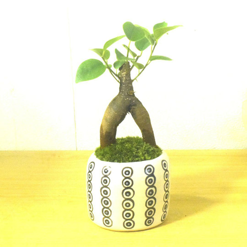 POTOCO ガジュマル 観葉植物 陶器鉢 盆栽 豆盆栽 苔玉 苔 ギフト 盆栽
