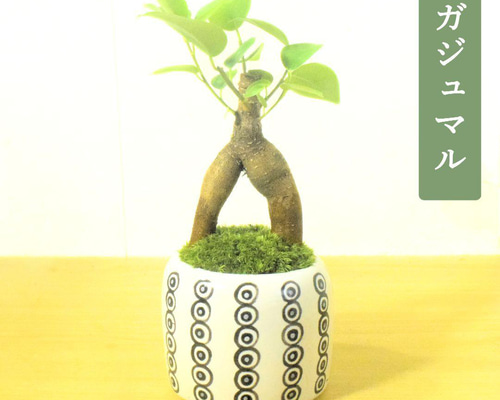 POTOCO ガジュマル 観葉植物 陶器鉢 盆栽 豆盆栽 苔玉 苔 ギフト 盆栽