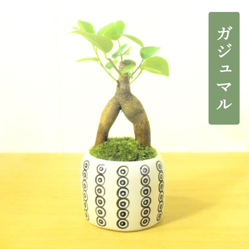 POTOCO ガジュマル 観葉植物 陶器鉢 盆栽 豆盆栽 苔玉 苔 ギフト 盆栽