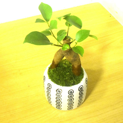 POTOCO ガジュマル 観葉植物 陶器鉢 盆栽 豆盆栽 苔玉 苔 ギフト 盆栽