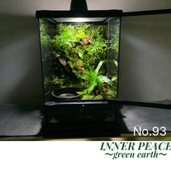 300 苔アート 苔テラリウム 食虫植物 ウツボカズラ 完成品