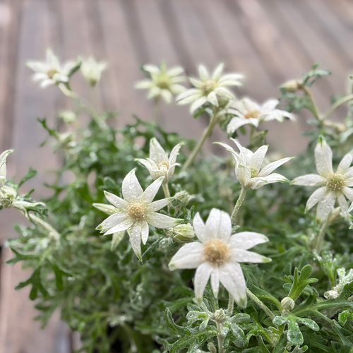 フランネルフラワー「エンジェルスター」シルバーリーフ 星のような