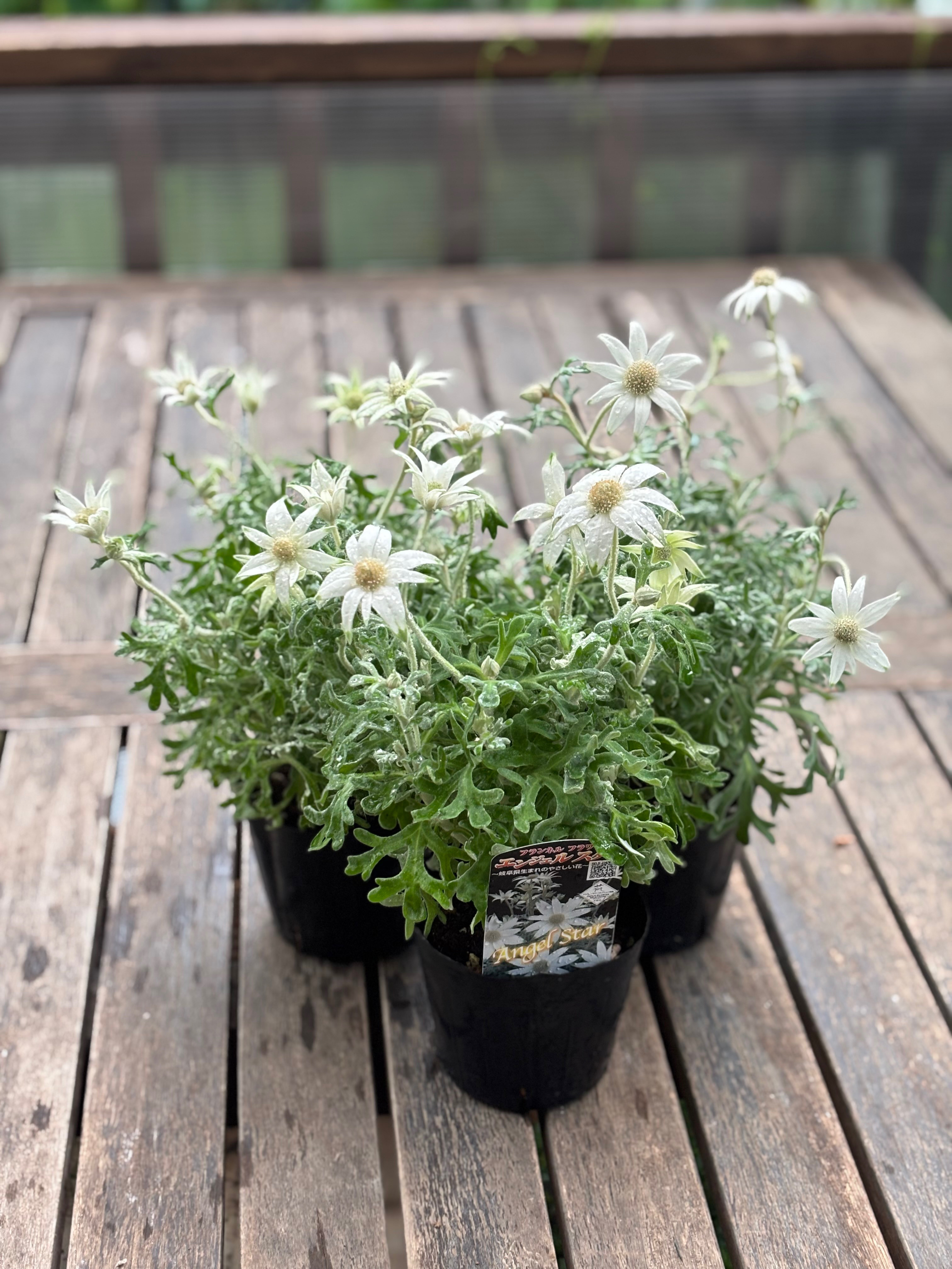 スウィートハートジュエリー WW2 シルバー エンジェル リーフ フラワー