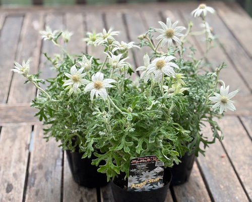 フランネルフラワー「エンジェルスター」シルバーリーフ 星のような