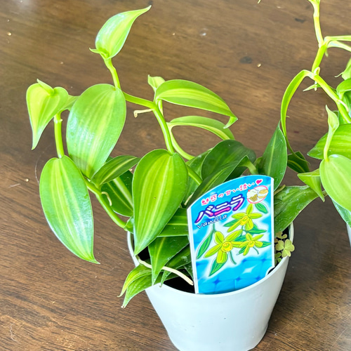 観葉植物 つる性植物 ラン科 バニラ属 2鉢セット 多肉植物