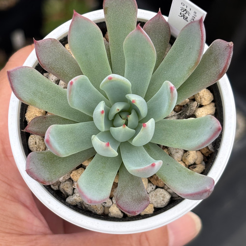 レア品種！【現品】 ☆赤鬼 多肉植物 自家繁殖 国産 多肉植物 美