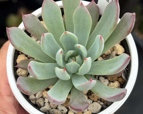 多肉植物 赤い子♡ レア品種！【現品】 ☆赤鬼 多肉植物 自家繁殖 国産 多肉植物 美