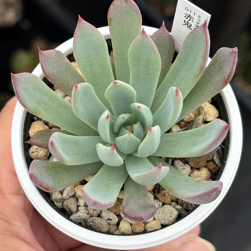 レア品種！【現品】 ☆赤鬼 多肉植物 自家繁殖 国産 多肉植物 美