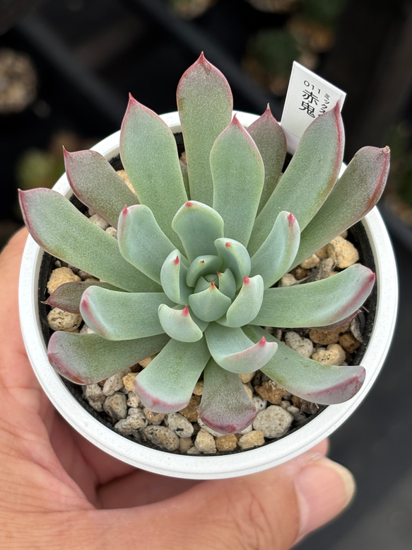 レア品種！【現品】 ☆赤鬼 多肉植物 自家繁殖 国産 多肉植物 美