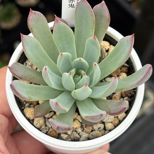 レア品種！【現品】 ☆赤鬼 多肉植物 自家繁殖 国産 多肉植物 美