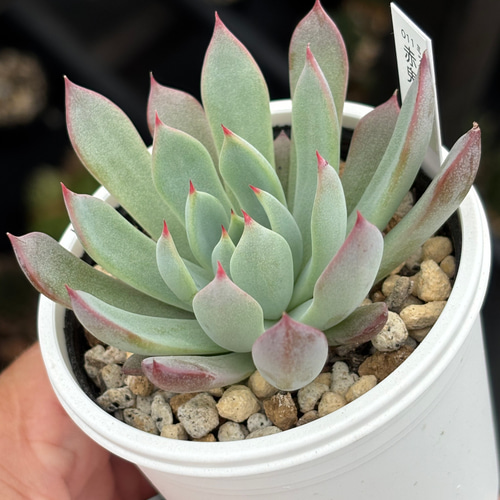 レア品種！【現品】 ☆赤鬼 多肉植物 自家繁殖 国産 多肉植物 美