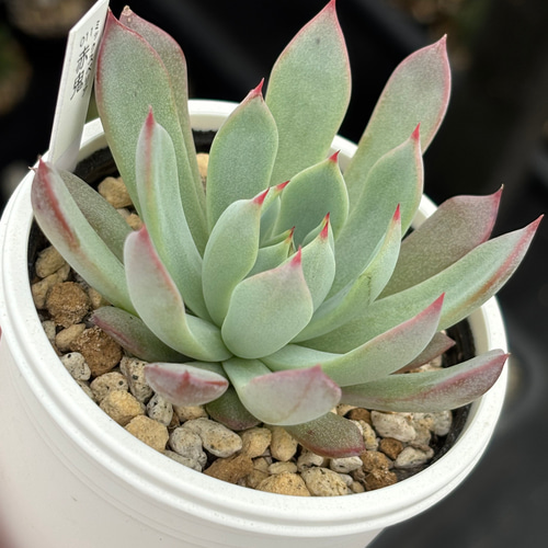 レア品種！【現品】 ☆赤鬼 多肉植物 自家繁殖 国産 多肉植物 美