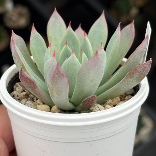 レア品種！【現品】 ☆赤鬼 多肉植物 自家繁殖 国産 多肉植物 美