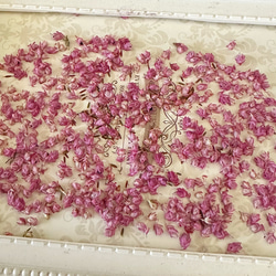 2024年再入荷❣️ペッパーベリードライフラワーナチュラルピンク小分け