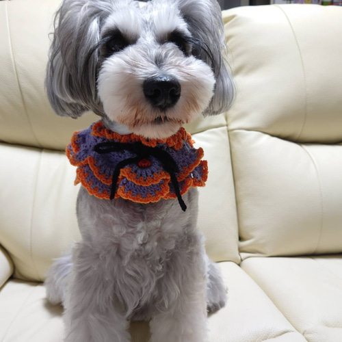 ハロウィン・ミニチュアシュナウザー•つけ襟・パープル ペット服