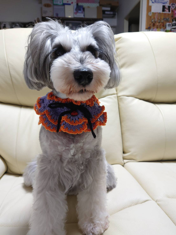 ハロウィン・ミニチュアシュナウザー•つけ襟・パープル ペット服