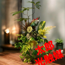 光触媒　人工観葉植物　ウォールグリーン　フェイクグリーン　ゴールドクレスト@gj Amazon｜人工観葉植物 フェイクグリーン ゴールドクレストミニ