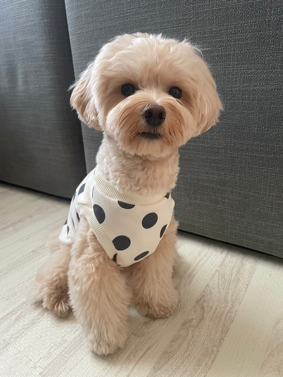 犬服！選べる3色⚫️ドット柄タンク⭐︎XS.S.M.DXS.DS.DM 1枚目の画像