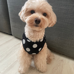 犬服！選べる3色⚫️ドット柄タンク⭐︎XS.S.M.DXS.DS.DM 4枚目の画像