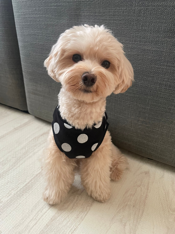 犬服！選べる3色⚫️ドット柄タンク⭐︎XS.S.M.DXS.DS.DM 4枚目の画像