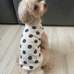 犬服！選べる3色⚫️ドット柄タンク⭐︎XS.S.M.DXS.DS.DM 2枚目の画像