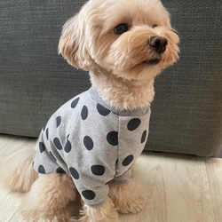 犬服‼︎選べる3色⚫️ドット柄袖あり⭐︎XS.S.M.DXS.DS.DM 3枚目の画像