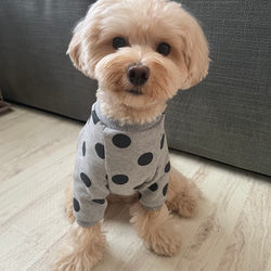 犬服‼︎選べる3色⚫️ドット柄袖あり⭐︎XS.S.M.DXS.DS.DM 1枚目の画像