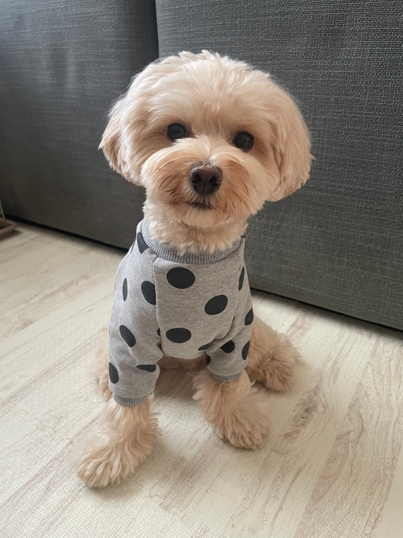 犬服‼︎選べる3色⚫️ドット柄袖あり⭐︎XS.S.M.DXS.DS.DM 1枚目の画像