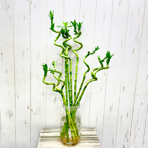 ミリオンバンブーご確認用 ミリオンバンブーご確認用 確認用 ミリオンバンブー水栽培