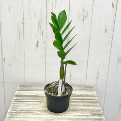 現品 盆栽樹形！ オリーブの木 ネバディロブランコ souju 8号