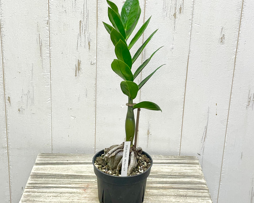 56431f7412247d53df7b49966c3e0c