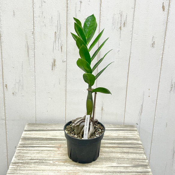 艶やかな葉 個性派スタイル ザミオクルカス ザミフォーリア 盆栽仕立て