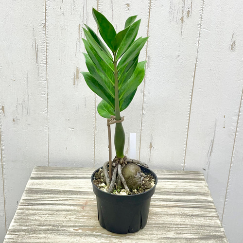 艶やかな葉 個性派スタイル ザミオクルカス ザミフォーリア 盆栽仕立て