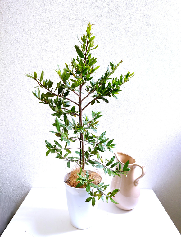 ○数量限定○新作○ ミッキーマウスの木 希少 ”オクナ・セルラータ 鉢