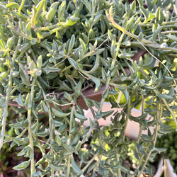 〜ドルフィンネックレス〜カット苗10センチ20本セット 2枚目の画像