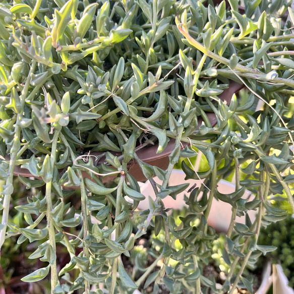 〜ドルフィンネックレス〜カット苗10センチ20本セット 2枚目の画像