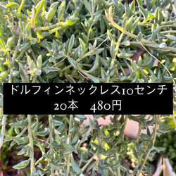 ドルフィン20本　ルビー100gパック  同封です 1枚目の画像