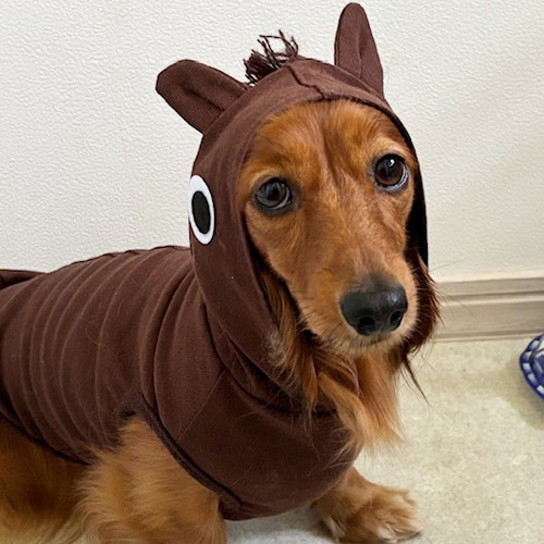 うまさんパーカー 午 2026 干支 ウマ 馬 犬服 年賀状 コスプレ 秋冬