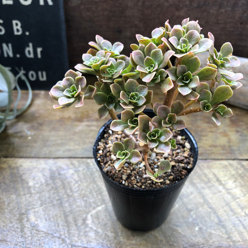 チョコチップ♡アエオニウム♡多肉植物♡おしゃれ アートフラワー パリ