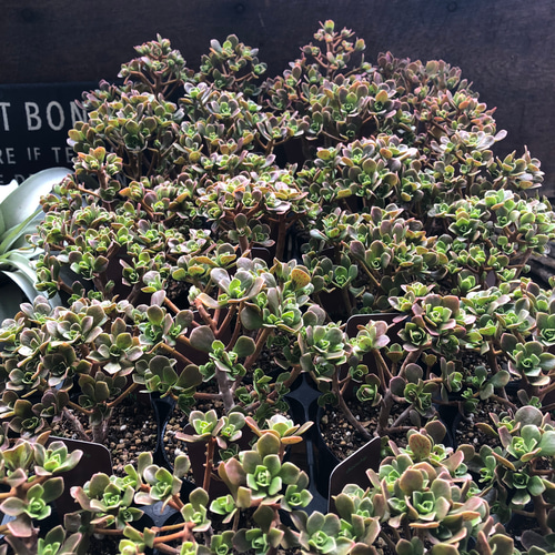 チョコチップ♡アエオニウム♡多肉植物♡おしゃれ アートフラワー パリ