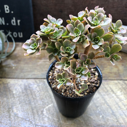 チョコチップ♡アエオニウム♡多肉植物♡おしゃれ アートフラワー パリ