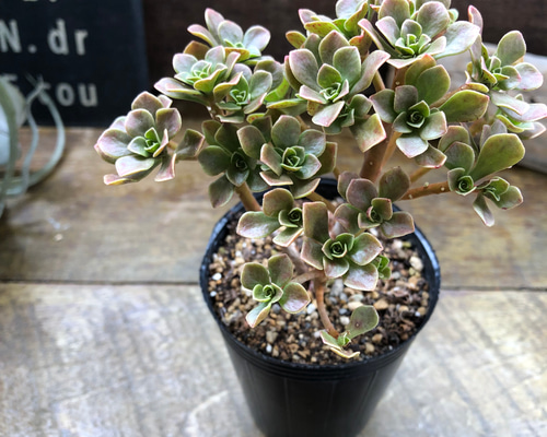 多肉植物　アエオニウム　チョコチップ　B チョコチップ♡アエオニウム♡多肉植物♡おしゃれ アートフラワー パリ