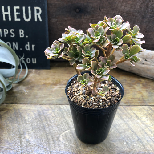 チョコチップ♡アエオニウム♡多肉植物♡おしゃれ アートフラワー パリ