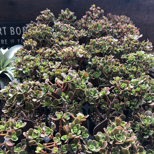 チョコチップ♡アエオニウム♡多肉植物♡おしゃれ アートフラワー パリ