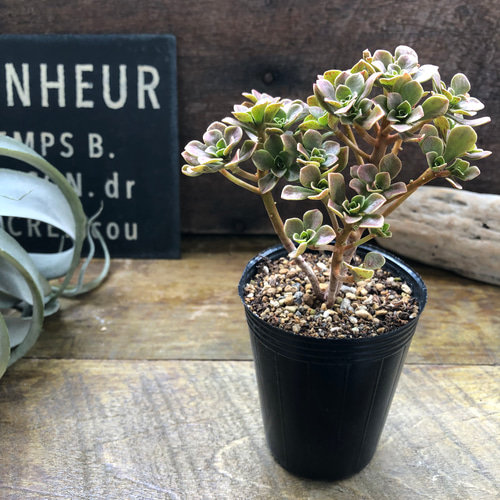 チョコチップ♡アエオニウム♡多肉植物♡おしゃれ アートフラワー パリ