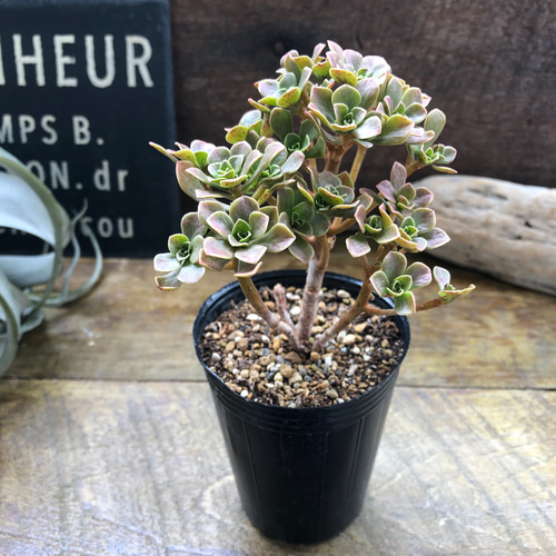 専用です　　GWセール　多肉植物　アエオニウム　チョコチップ　G チョコチップ アエオニウム 多肉植物 おしゃれ : パリジェンヌ - 通販
