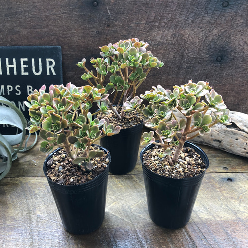 多肉植物　アエオニウム　チョコチップ　B チョコチップ アエオニウム 多肉植物 おしゃれ : パリジェンヌ - 通販