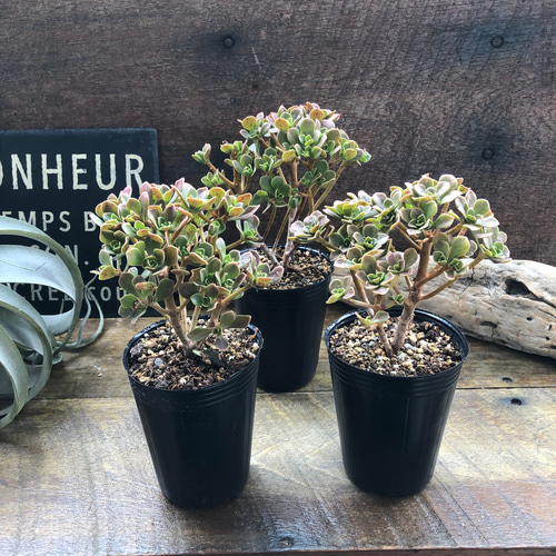 チョコチップ♡アエオニウム♡多肉植物♡おしゃれ アートフラワー パリ