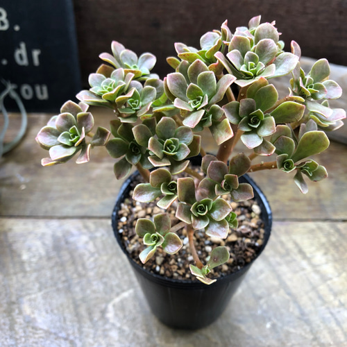 多肉植物　アエオニウム　チョコチップ　B チョコチップ♡アエオニウム♡多肉植物♡おしゃれ アートフラワー パリ